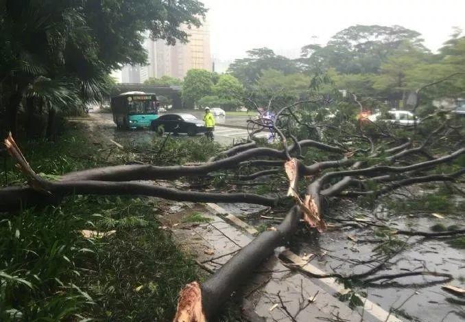 超强台风季来了！3号台风＂圣帕＂已生成！东莞天气……