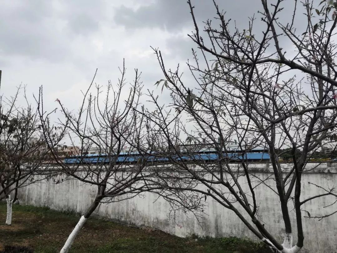 刷爆朋友圈的石排樱花美食节，你去了吗？网友到现场发现…