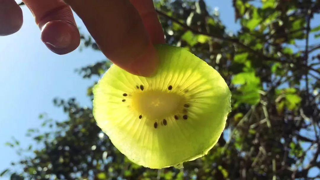 紧急求助！陕西100万斤周至猕猴桃盼销路，村委会证实求援！29.9元顺丰包邮！甜而不贵！