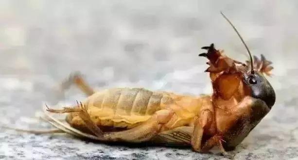 东莞随处可见的虫，网上竟卖到798蚊/斤！比禾虫还贵！