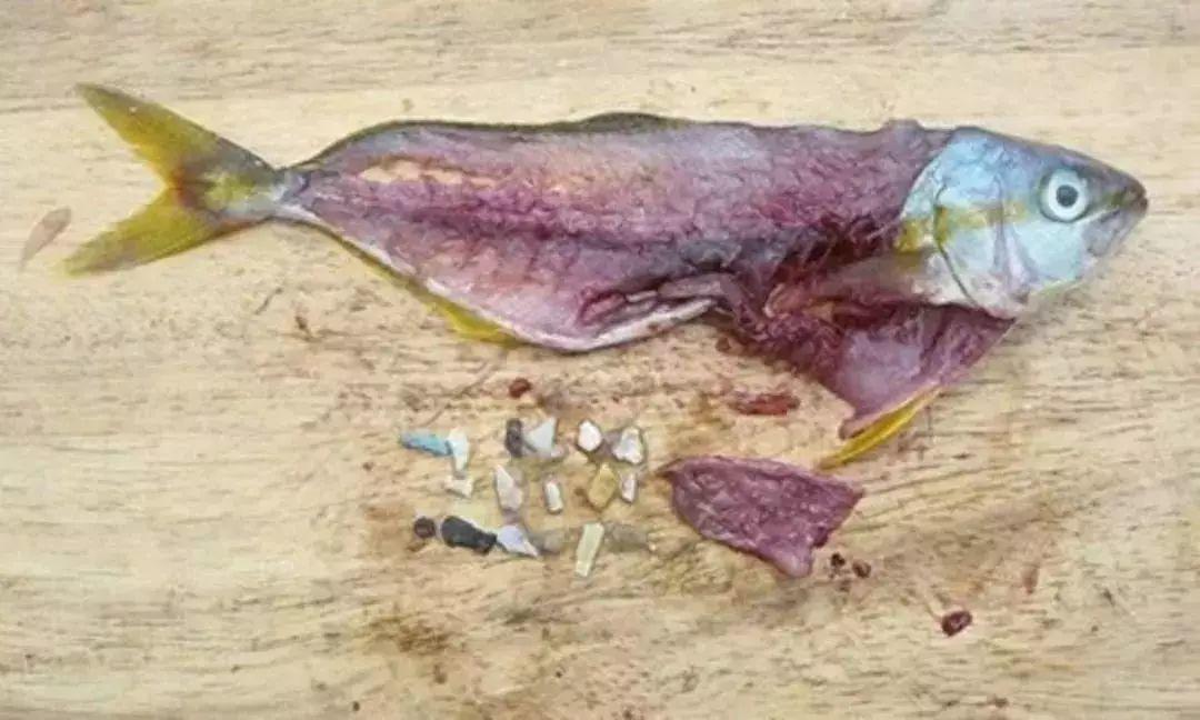 垃圾分类逼疯上海人？别笑！马上轮到东莞！