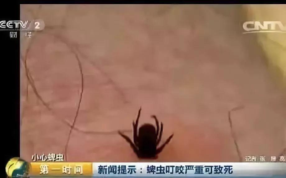 扩散！东莞人最近出门要小心这个东西！中招后严重可致死！