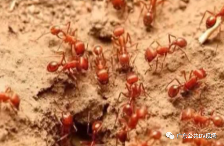 东莞夏天常见的这种小动物，多人被咬伤送院！这个情况一定要谨慎！