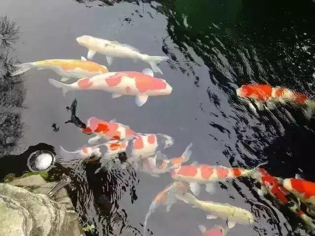 那个爱穿拖鞋的东莞仔是土豪？！贫穷限制了我的想象力。网友：太低调了