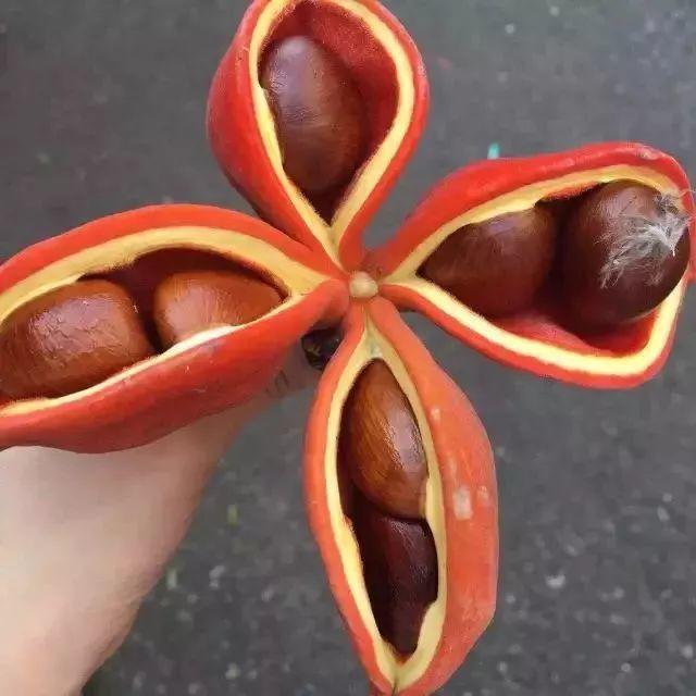 东莞又一"土豪果"成熟了！家家户户几乎都有种，全身是宝！
