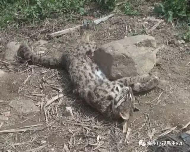 广东不明野兽再行凶！豹猫被咬死，有村民目击它被5个黑影围攻！