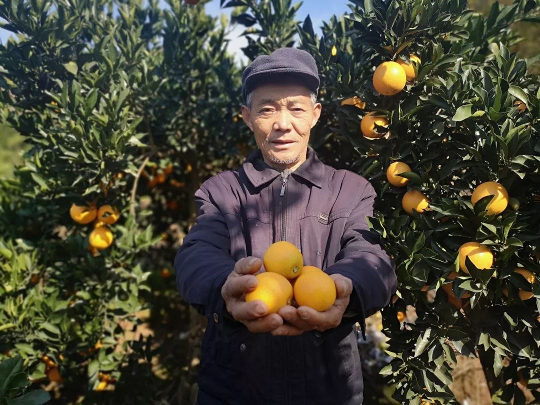 助力麻阳冰糖橙走出大山，留守老人一生良心种植，5斤仅19.9元，甜润爽口，生态健康！