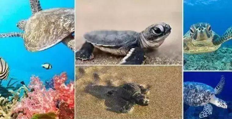 天呐！88元抢2房1厅海景房！出门就是海，带厨房还可以做海鲜大餐！