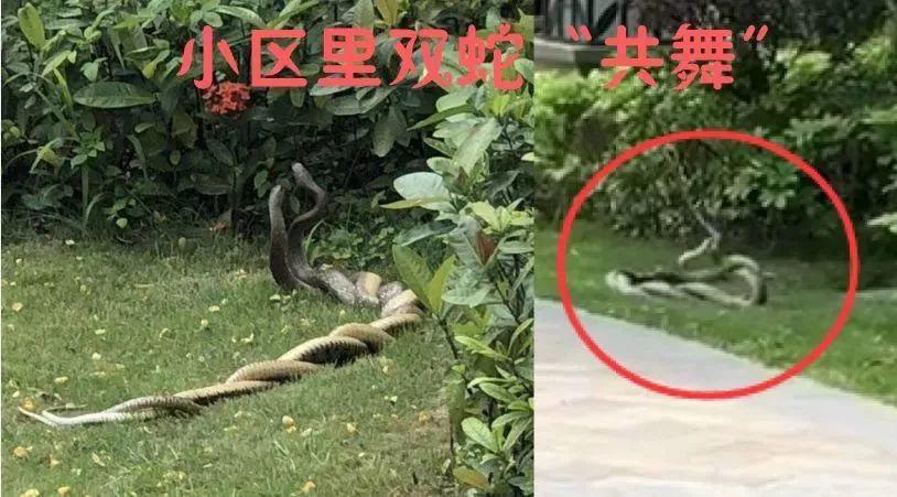 可怕！东莞多个小区公园有毒蛇出没！这7个镇街的街坊要小心！