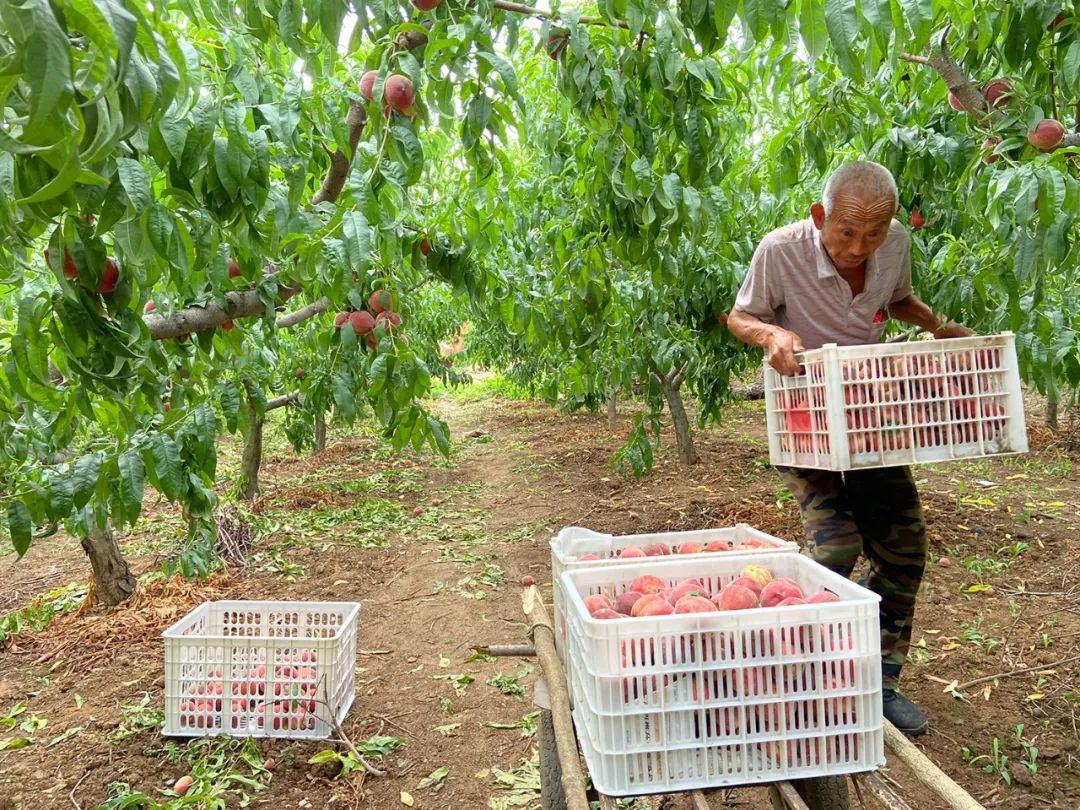 陕西老农50年用心坚守一颗水蜜桃，5斤仅19.8元，红润饱满，清甜多汁！