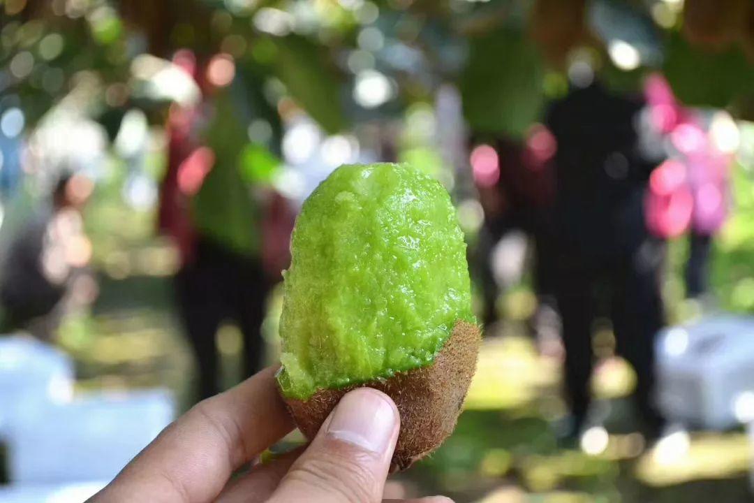 紧急求助！陕西100万斤周至猕猴桃盼销路，村委会证实求援！29.9元顺丰包邮！甜而不贵！