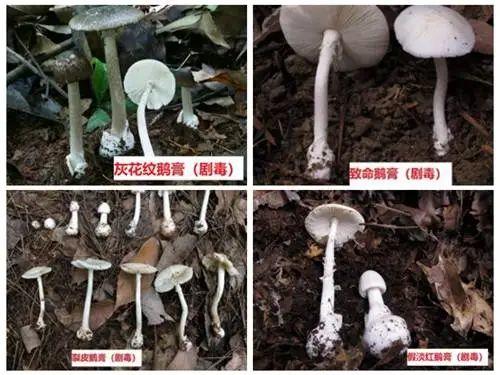 35人发病，3人死亡！多地疾控紧急提醒"