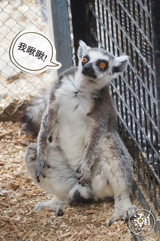 疫情结束后，想和你一起去看隐贤山庄的春天....