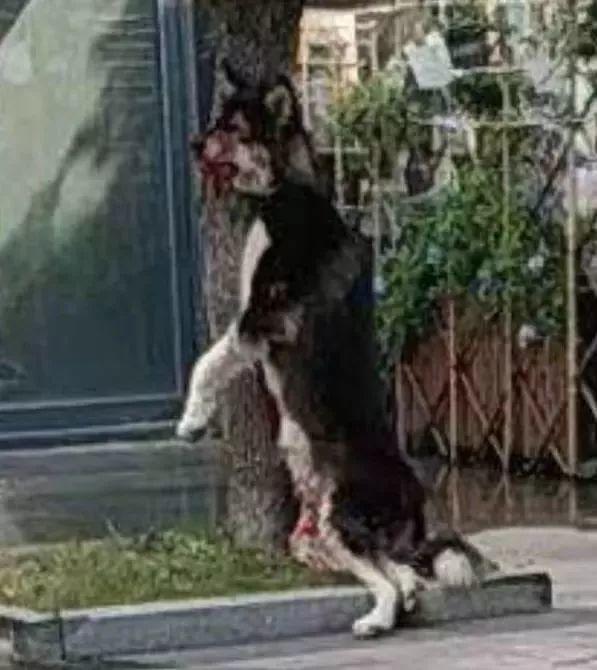 视频疯传！东莞街头三男子残忍虐狗！阿拉斯加当街被吊死！