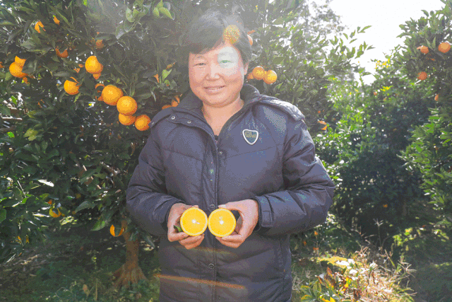 助力麻阳冰糖橙走出大山，留守老人一生良心种植，5斤仅19.9元，甜润爽口，生态健康！