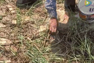 东莞随处可见的虫，网上竟卖到798蚊/斤！比禾虫还贵！