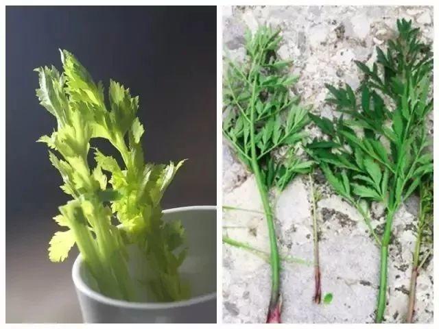 @东莞人，最近别吃这种鱼和这些菜：有毒可致命！快转告家人