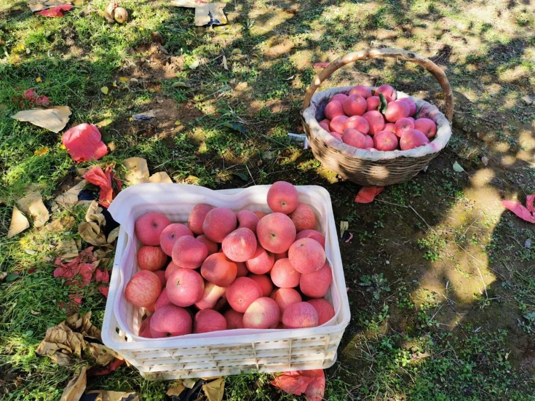 【39.9/10斤】正宗陕西洛川红富士苹果，70％冰糖心，脆甜多汁，顺丰包邮，一代老农对生态种植的坚守，吃出儿时的味道！
