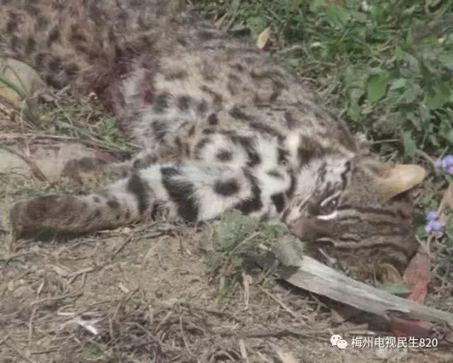 广东不明野兽再行凶！豹猫被咬死，有村民目击它被5个黑影围攻！