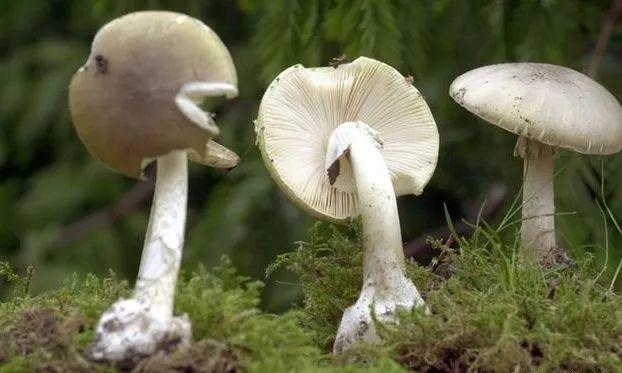 东莞人注意！广东“头号毒菇杀手”出现！已有多人中招！