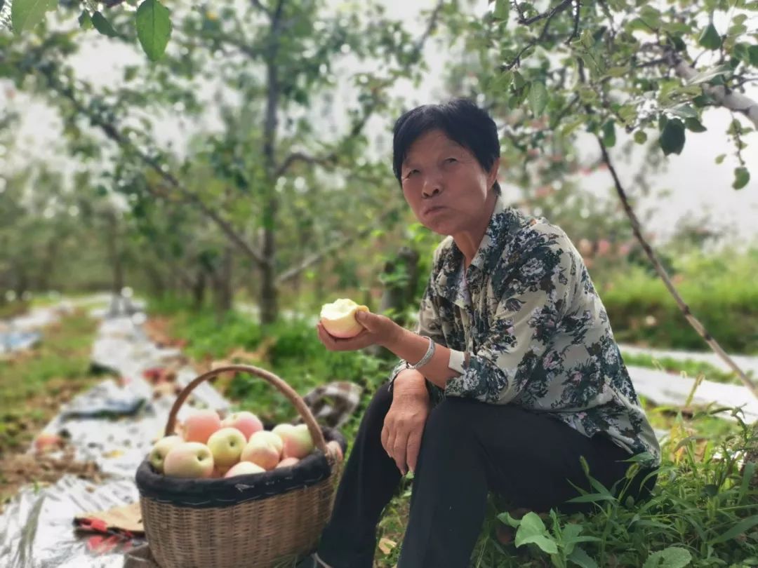 愁啊！万斤“红富士苹果”无人收，4元/斤！果农：卖不掉今年就白干了...