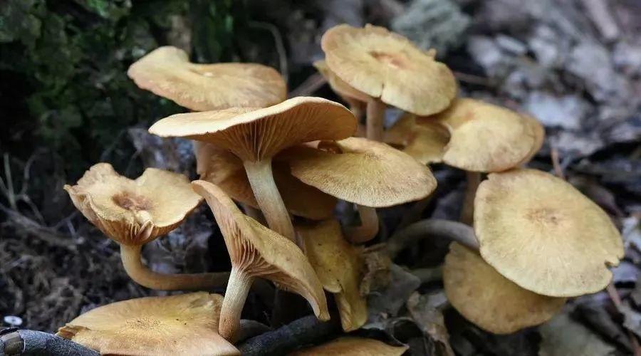 阿伯连食3天这种蔬菜，搞到胃出血！医生：不是人人能吃的...