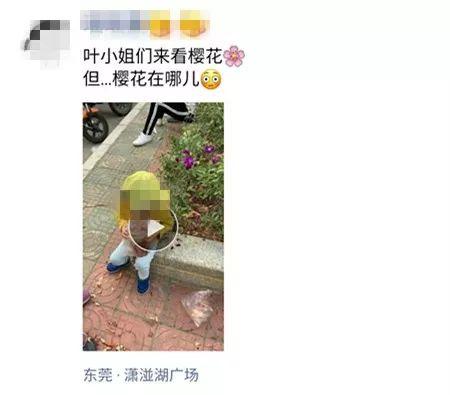 刷爆朋友圈的石排樱花美食节，你去了吗？网友到现场发现…