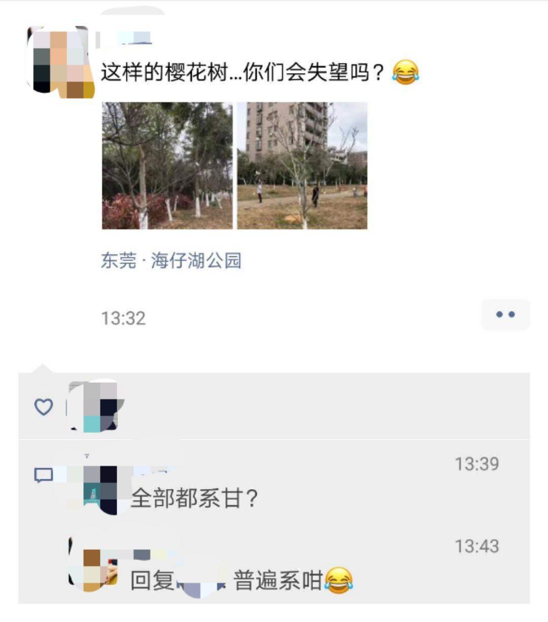 刷爆朋友圈的石排樱花美食节，你去了吗？网友到现场发现…