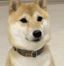 东莞最新通告！这些犬种将禁养、禁售！