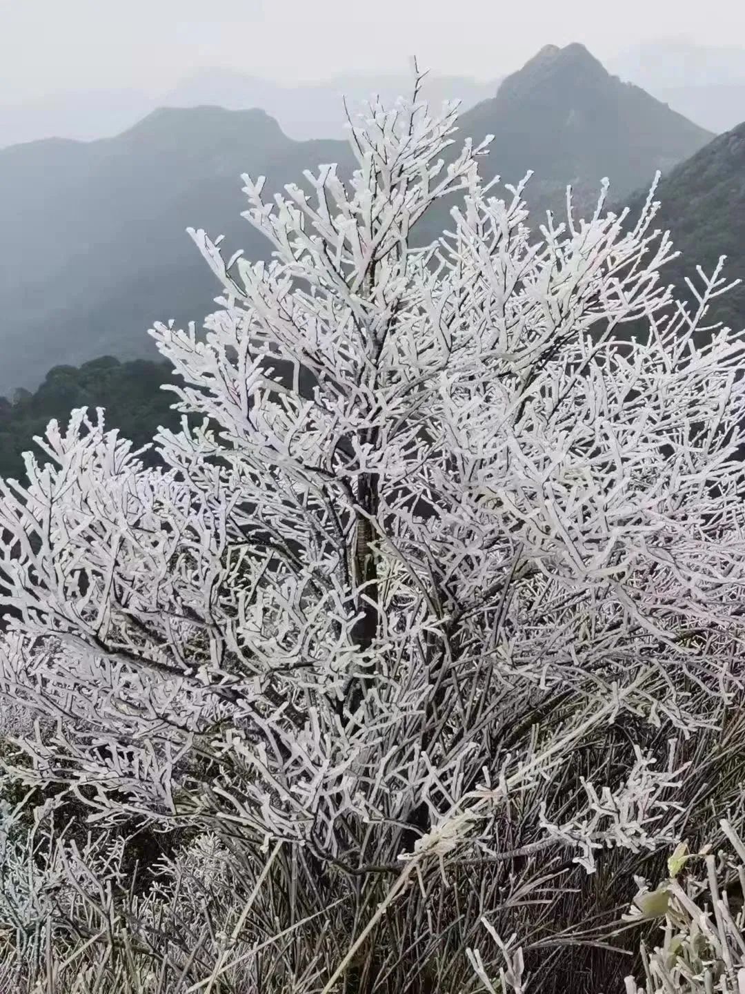 冷空气补刀！东莞人挺住！即将回暖！最高温升到~