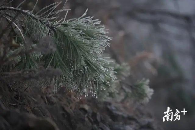 好冷啊！最低温4°C，东莞冻到“发紫”！寒冷天气将持续至……