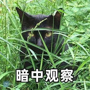 东莞查获8吨“疫区猪蹄”！场面触目惊心！