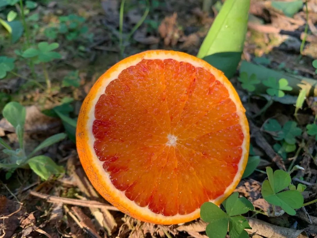 【13.8/箱】近5年最便宜的血橙！历经霜雪，更红更甜润！一口鲜嫩爆汁，吃过的都回购！