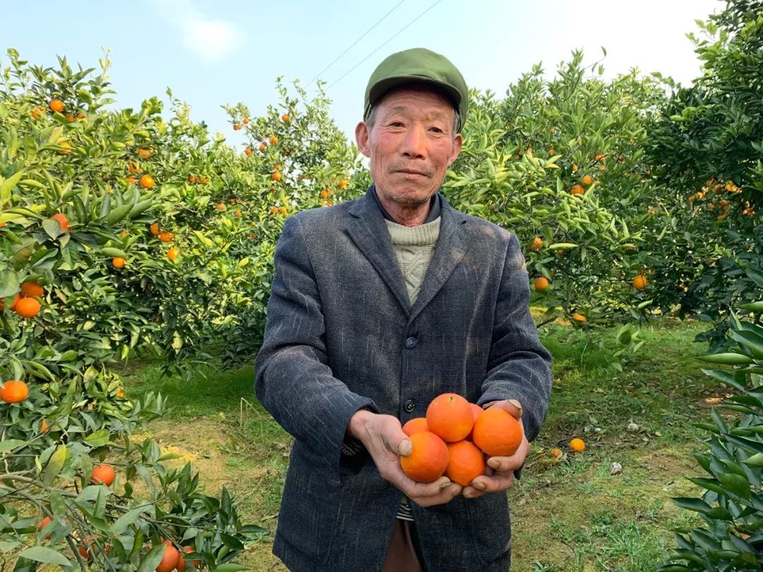 【13.8/箱】近5年最便宜的血橙！历经霜雪，更红更甜润！一口鲜嫩爆汁，吃过的都回购！