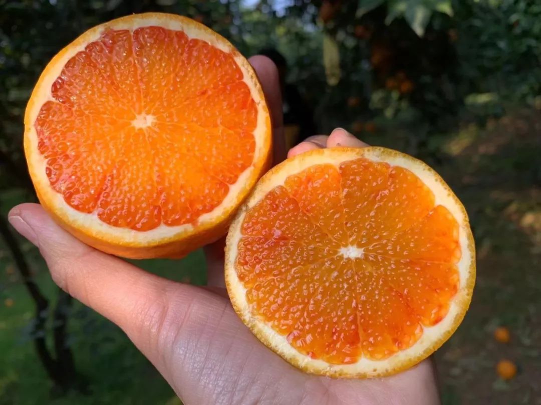 【13.8/箱】近5年最便宜的血橙！历经霜雪，更红更甜润！一口鲜嫩爆汁，吃过的都回购！