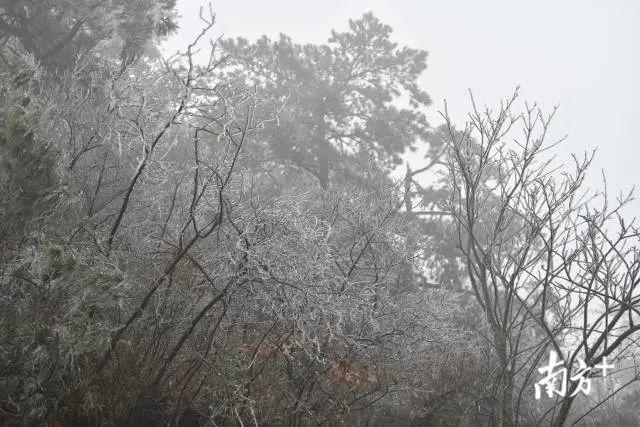 好冷啊！最低温4°C，东莞冻到“发紫”！寒冷天气将持续至……