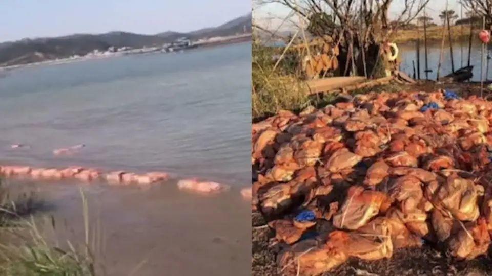 突发！又出现几吨不明猪蹄、鸡翅漂浮在江面上！更恐怖的是……