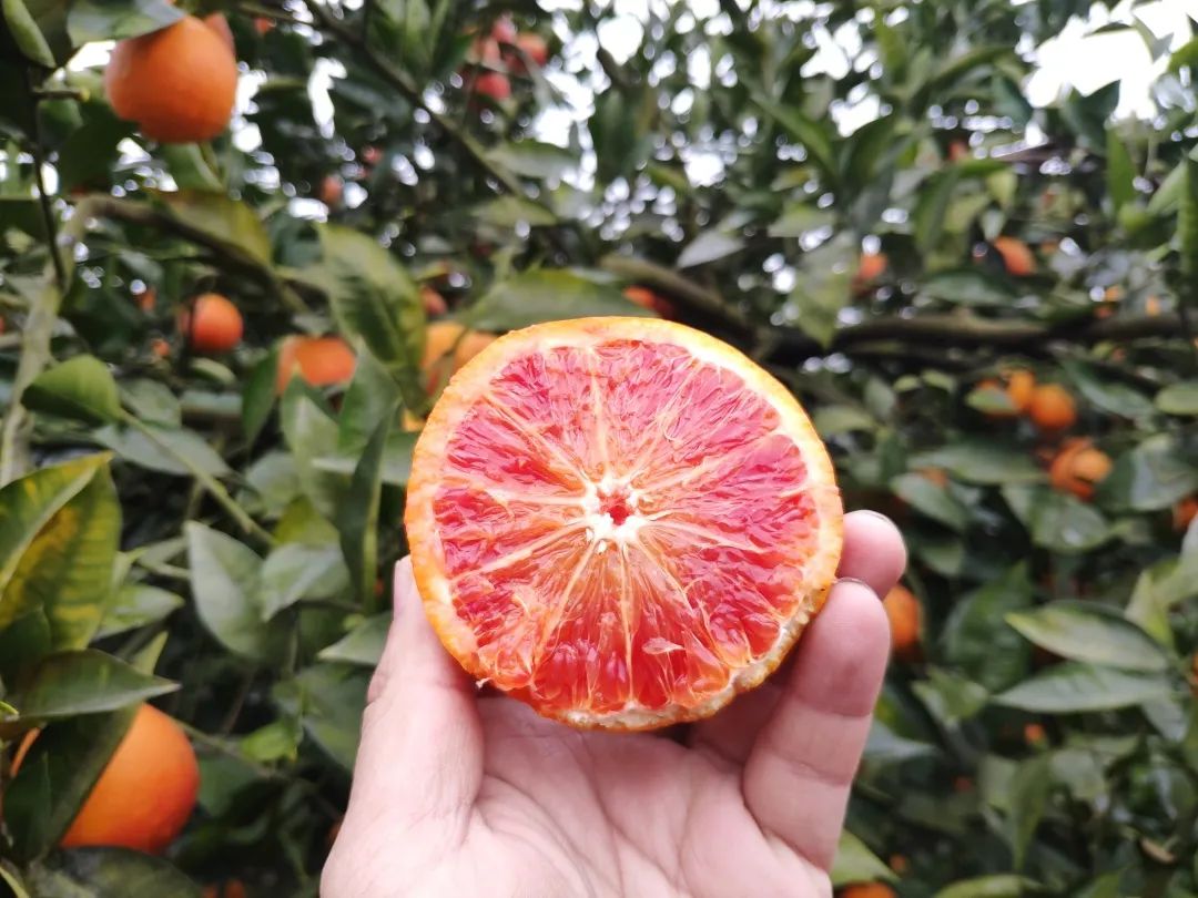 【13.8/箱】近5年最便宜的血橙！历经霜雪，更红更甜润！一口鲜嫩爆汁，吃过的都回购！