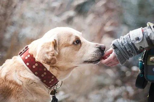 东莞最新通告！这些犬种将禁养、禁售！