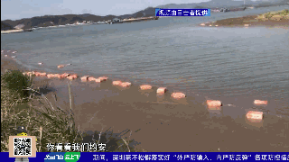 突发！又出现几吨不明猪蹄、鸡翅漂浮在江面上！更恐怖的是……
