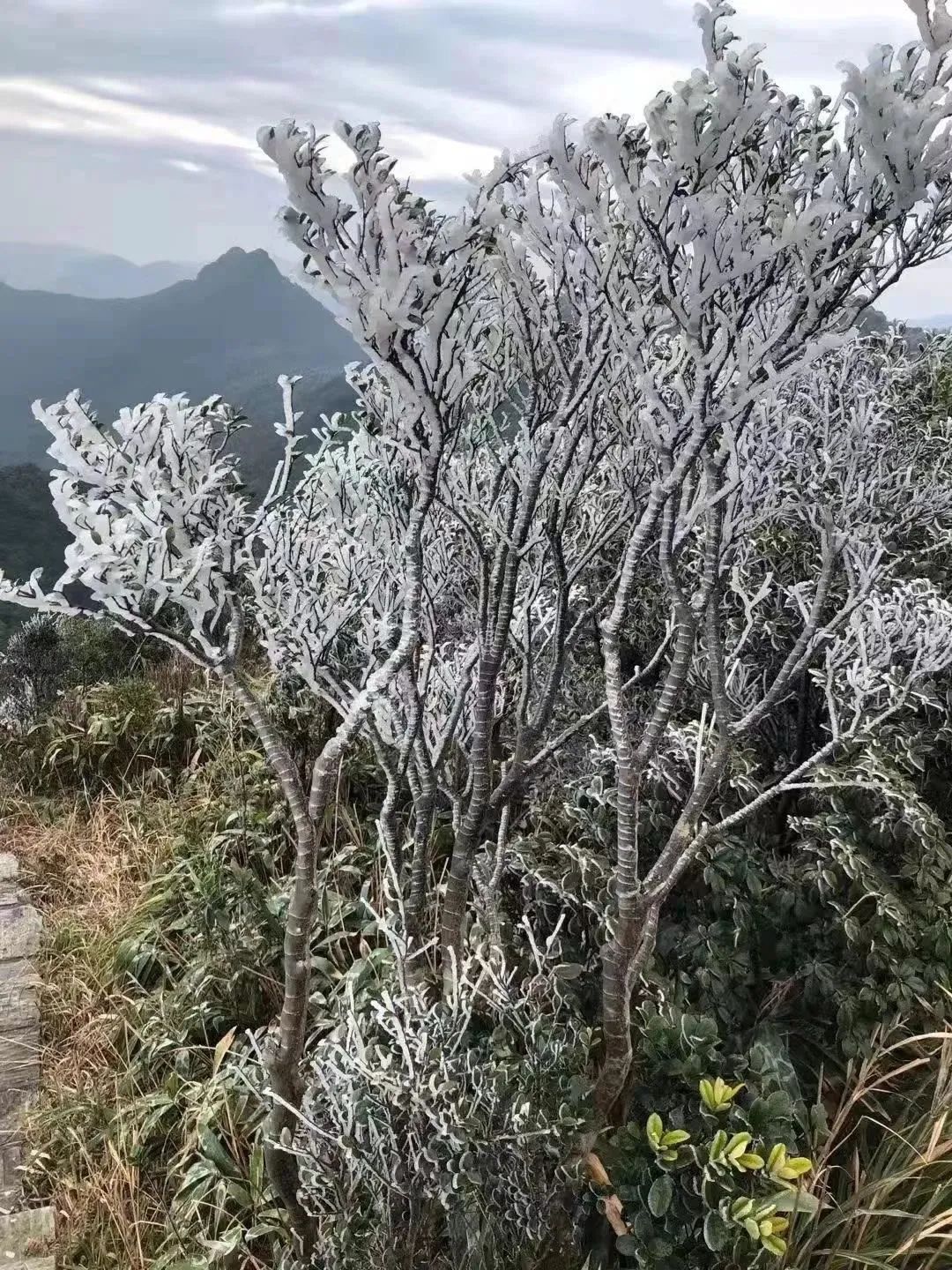 冷空气补刀！东莞人挺住！即将回暖！最高温升到~