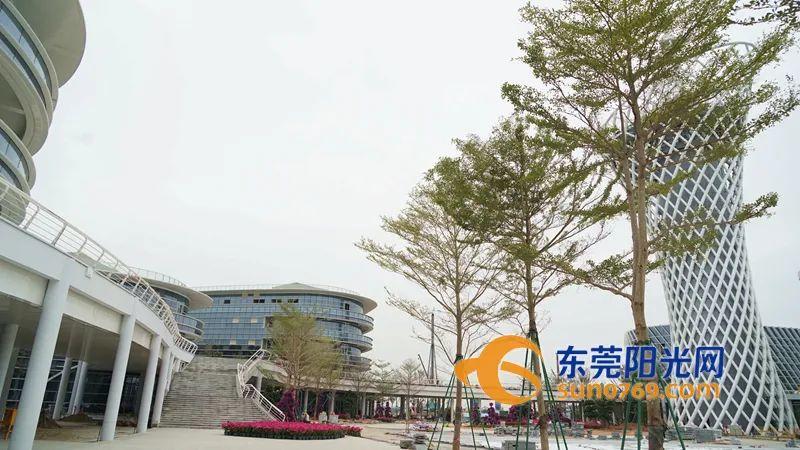 春节想在东莞看“海”？攻略帮你备好了！