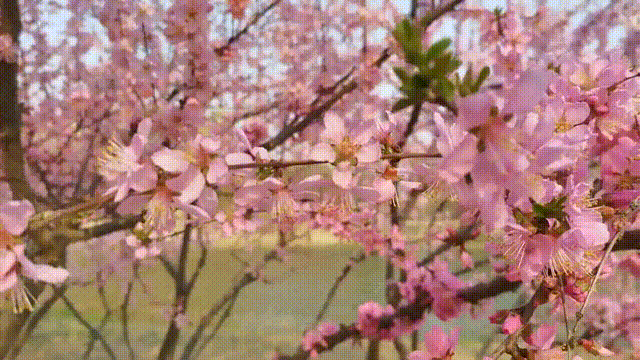 霸屏朋友圈的各种拍拍拍，原来是因为它！