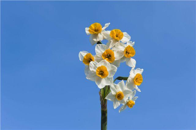 迎春花市关闭，年花年桔去哪儿买？东莞48个采购点超全攻略来了……