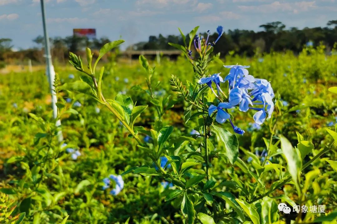 @东莞市民 春节假期，去这些地方要提前预约！全部免费！