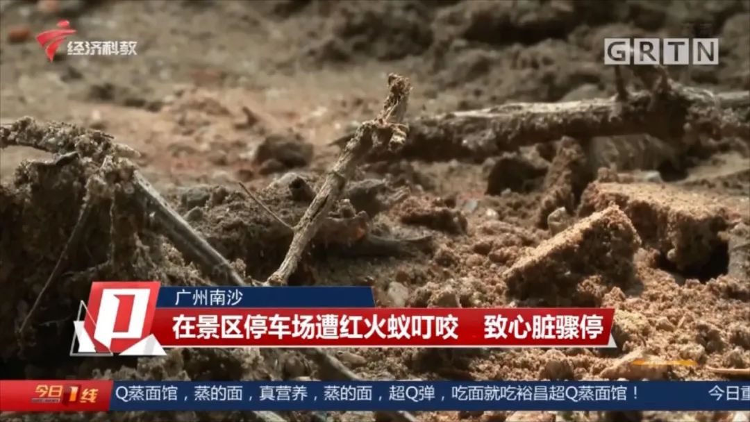 毛骨悚然! 东莞人看到这个小土堆千万别碰! 已有多人中招!