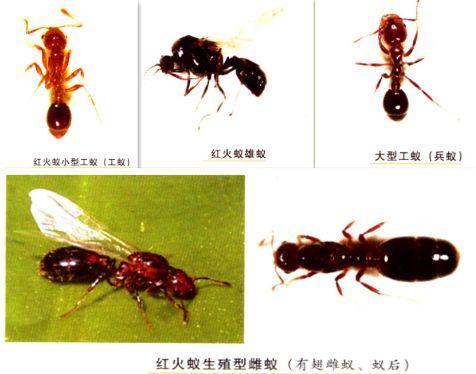 毛骨悚然! 东莞人看到这个小土堆千万别碰! 已有多人中招!