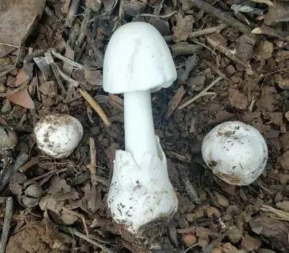 紧急！东莞已有14人中招！惊现春季致命“毒王”！广东发布“通缉令”！