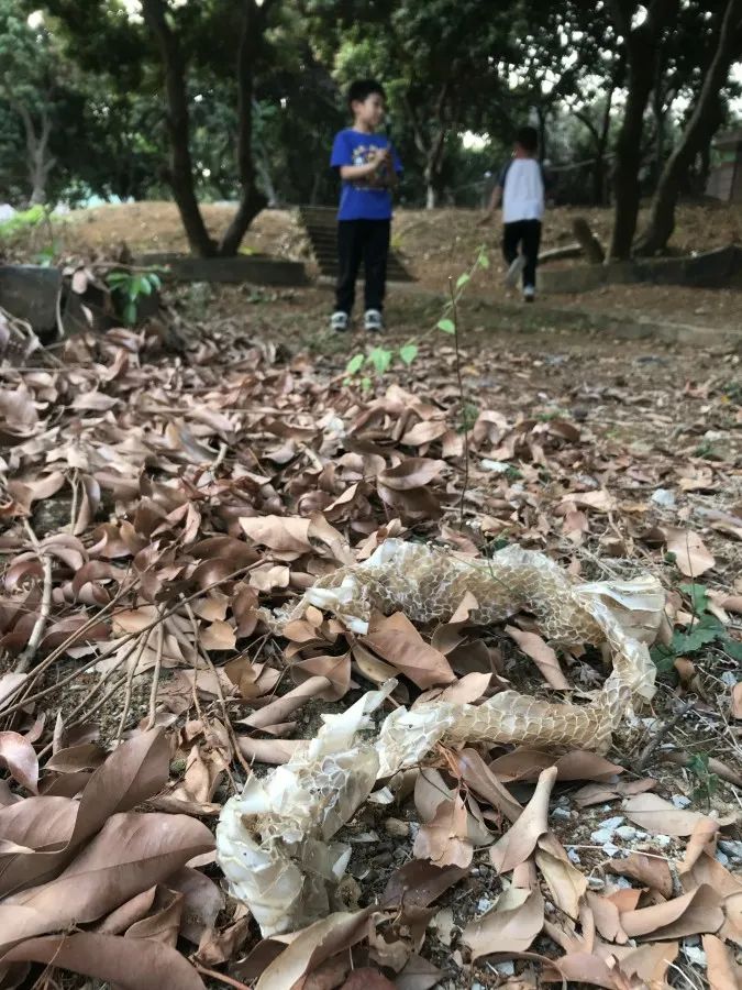 吓哭！东莞多个镇街和公园有蛇出没！一定要远离！有极强攻击性！