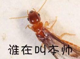 头皮发麻！最近很多东莞街坊吓得不敢开灯……